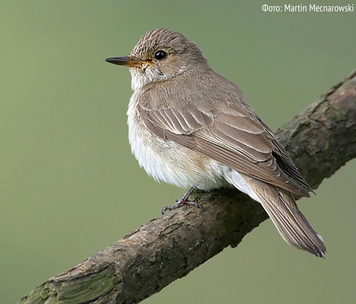 Маленькая серенькая птичка Ленинградской области
