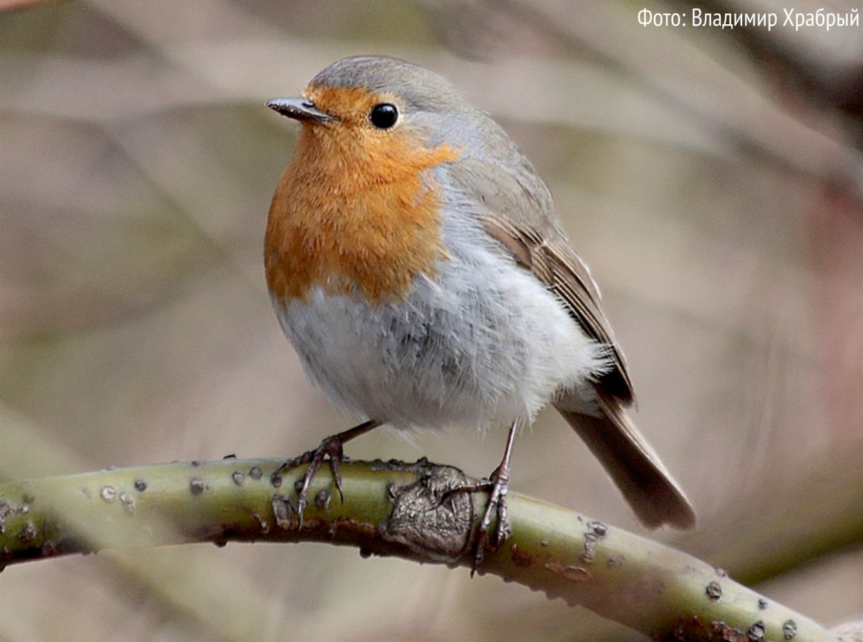 Лесные птицы Ленинградской