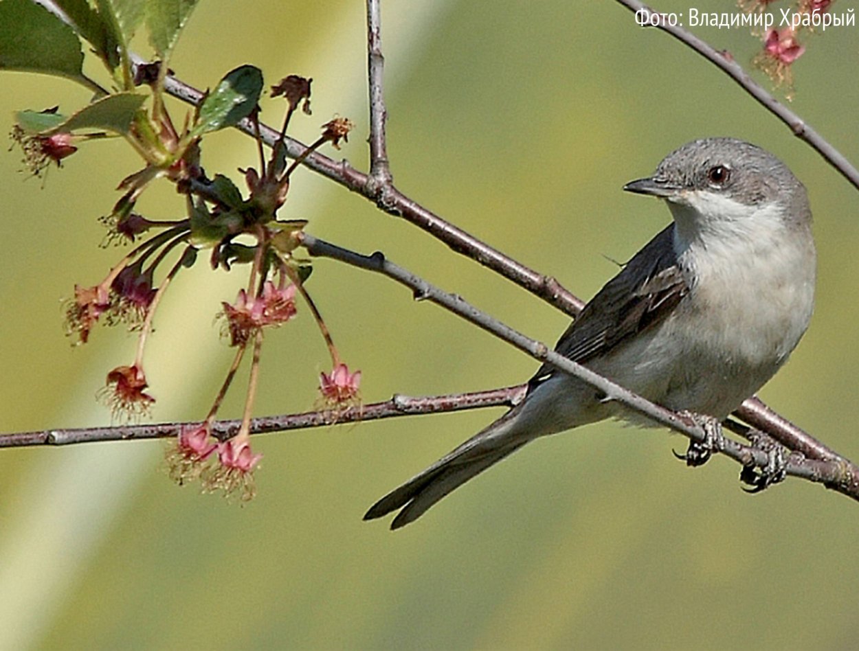 Маленькая серая птица Ленинградская область