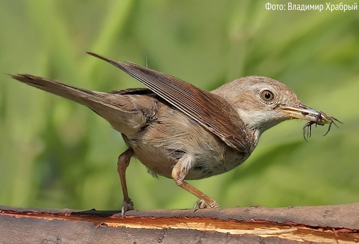 Маленькая серенькая птичка Ленинградской области