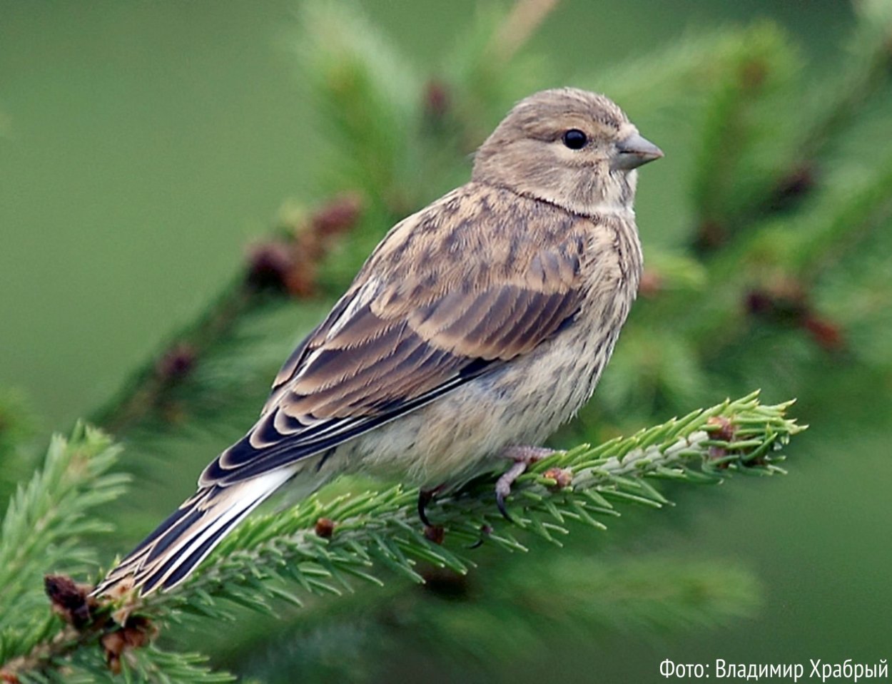 Серая птица Ленинградская область