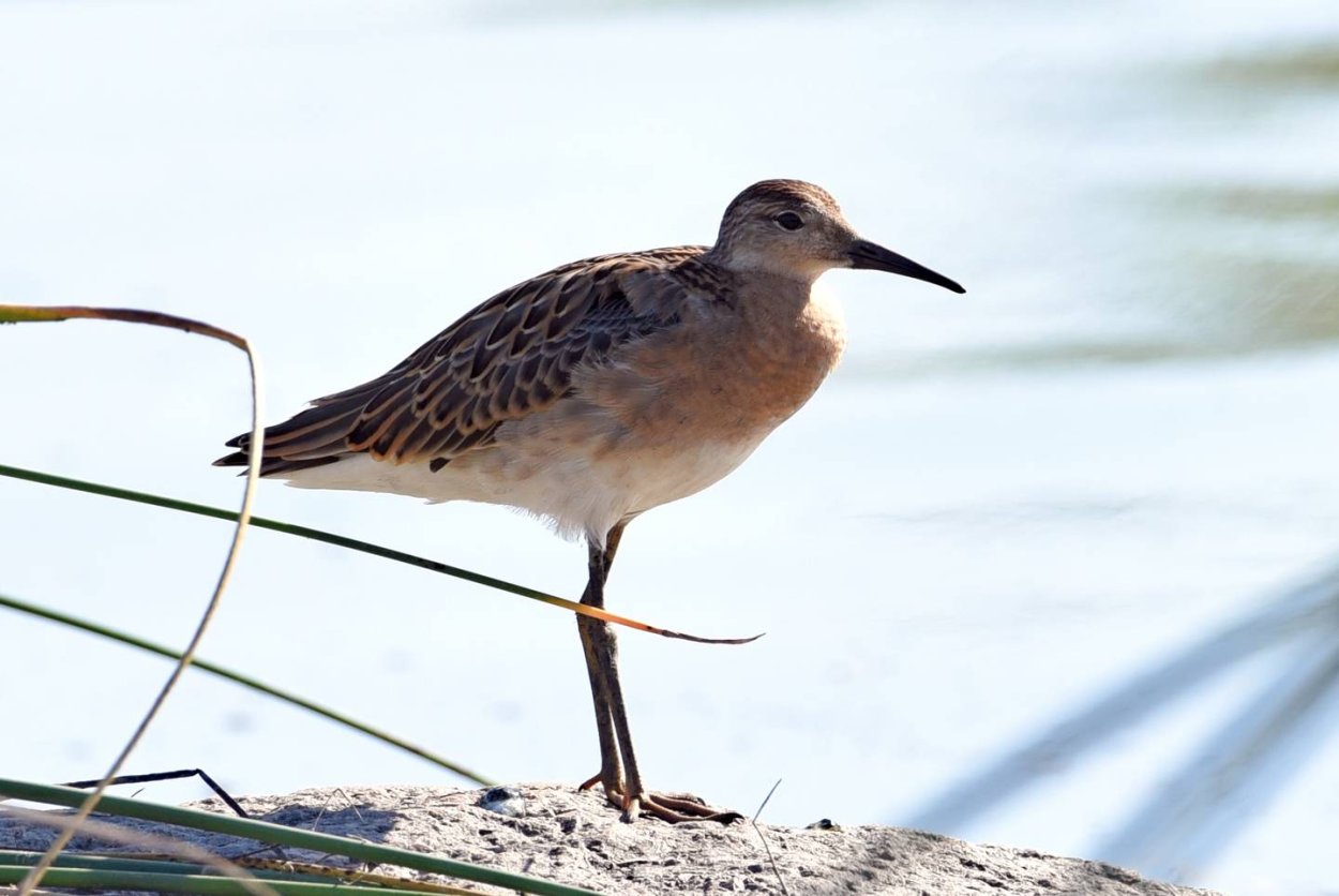Турухтан птица Казахстан