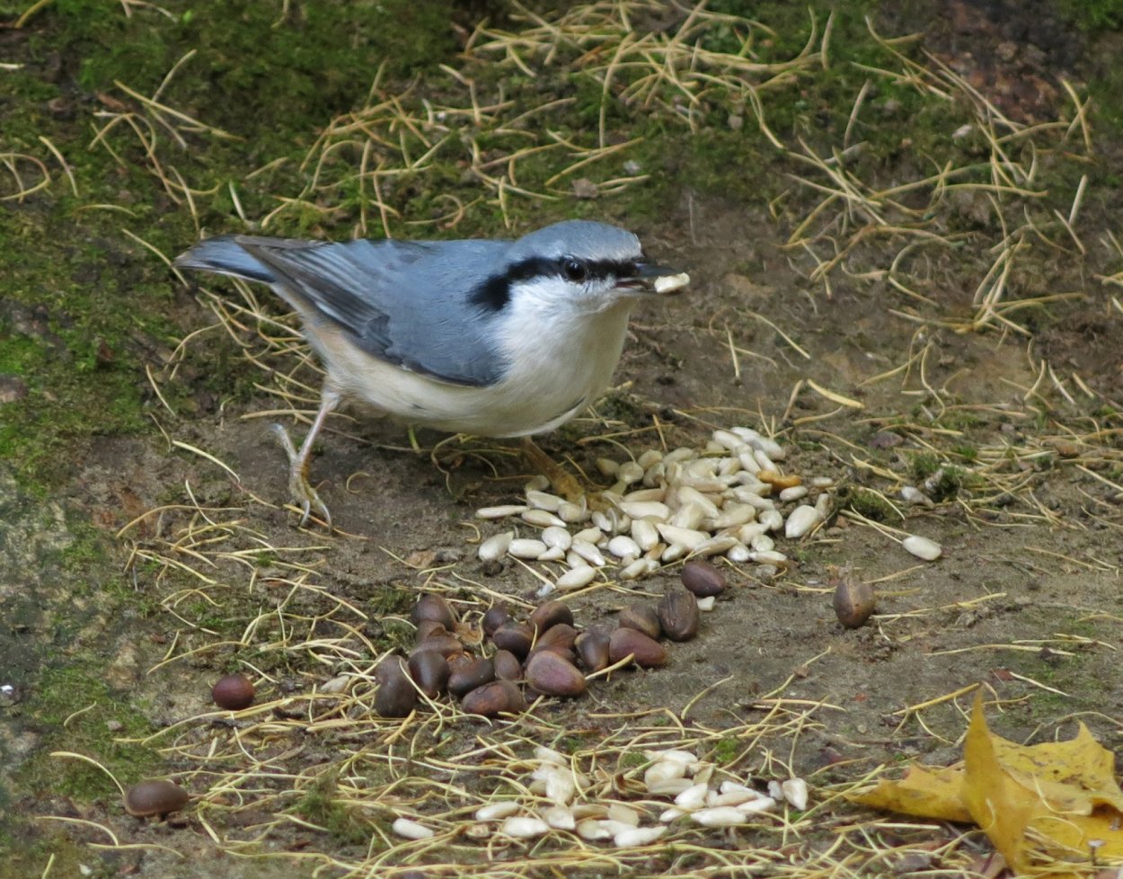 Фото поползень с орешком