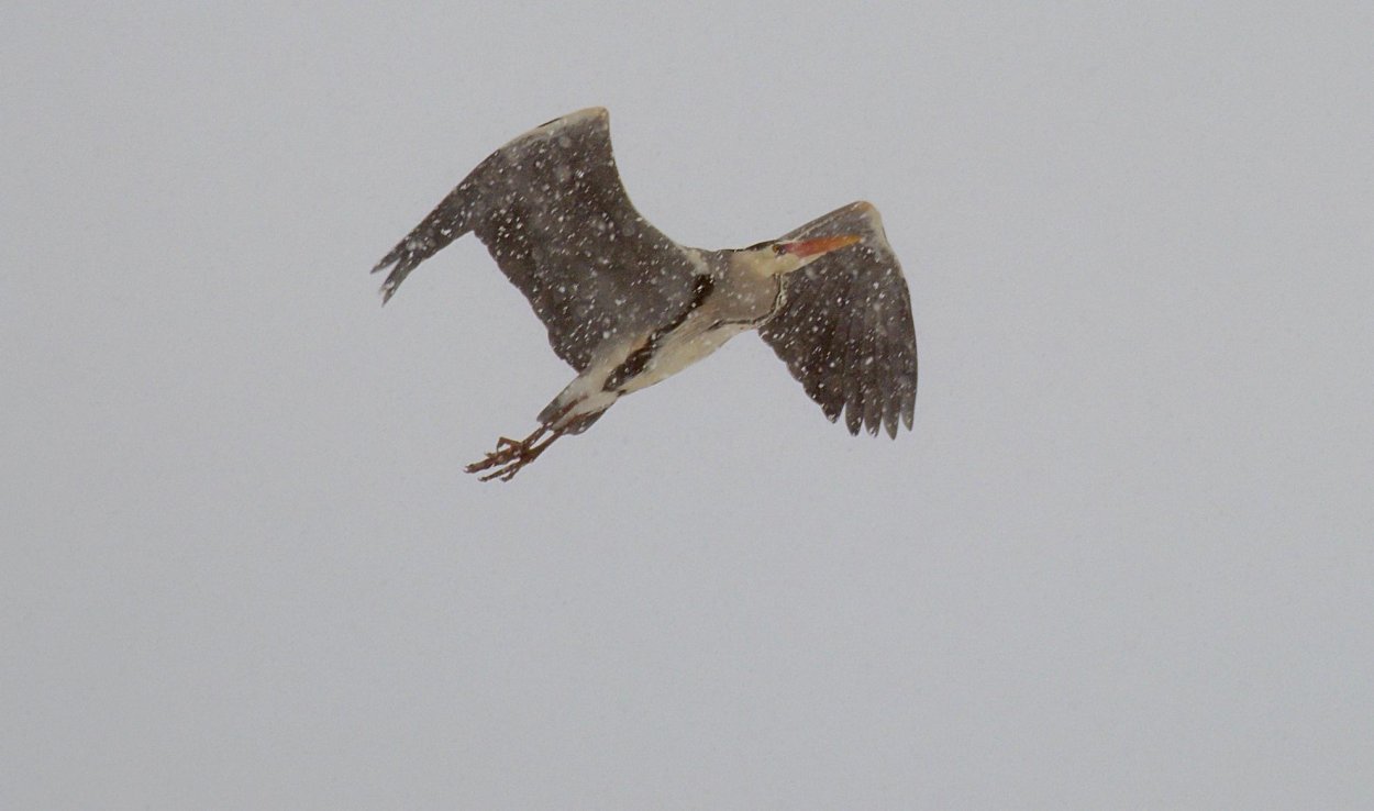 Большая птица в Ленинградской области