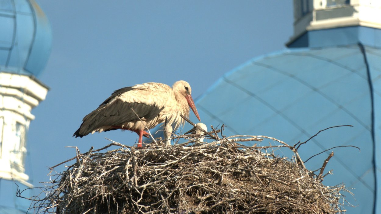 Аисты в Ленинградской области