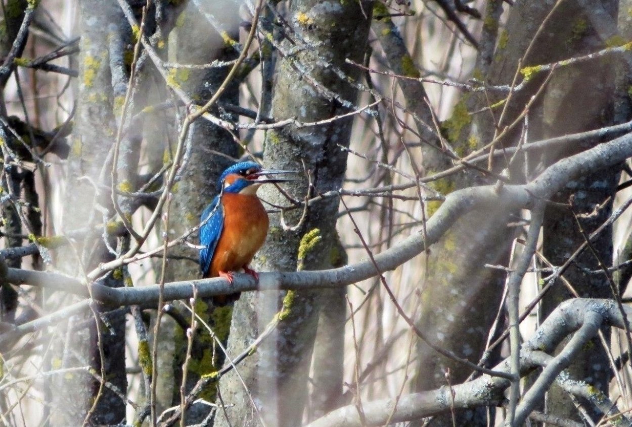 Птицы Приозерского района Ленинградской области