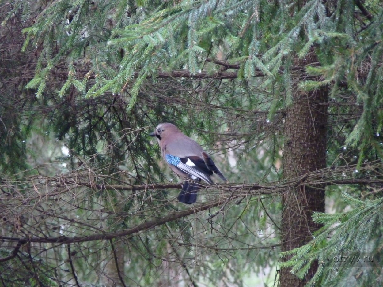 Птицы Приозерского района Ленинградской области