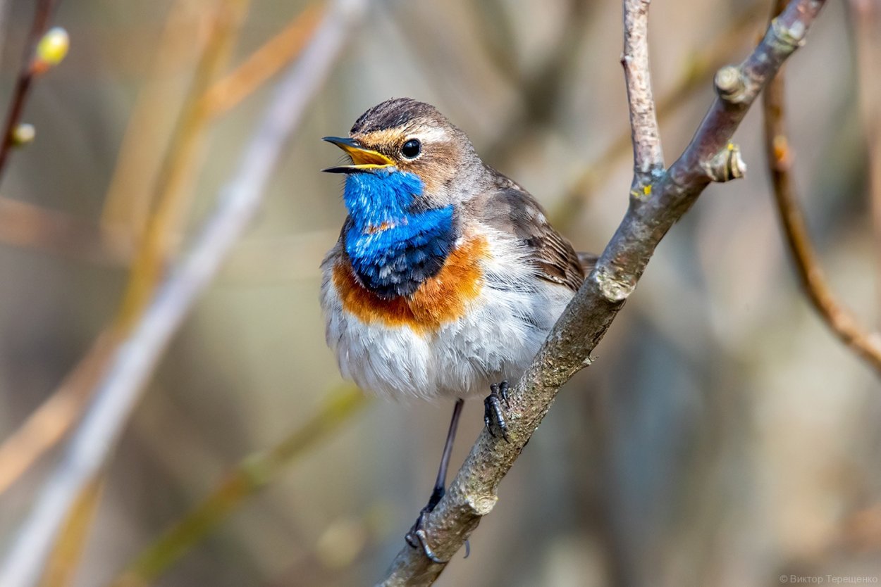 Птицы России