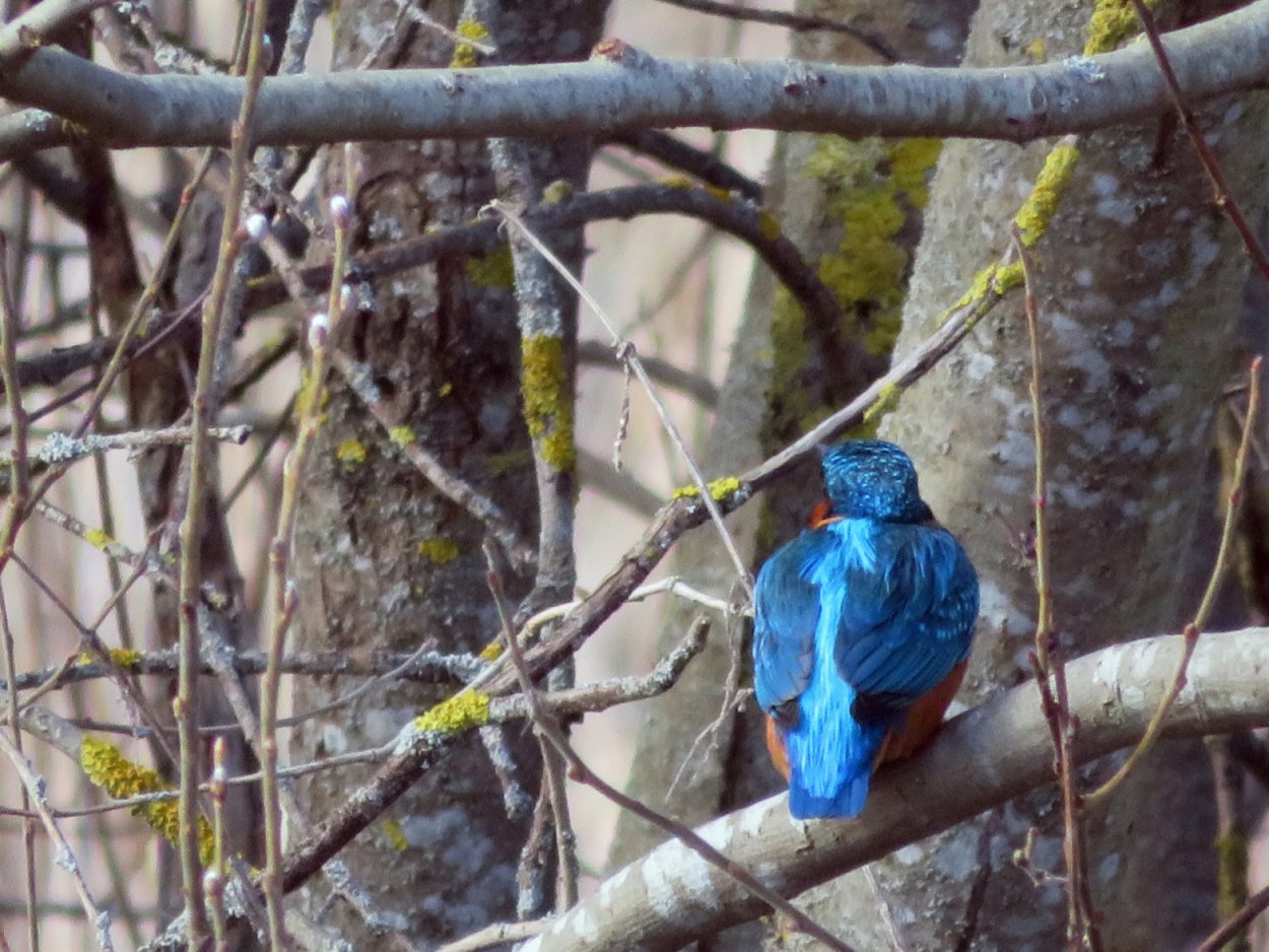 Зимородок птица в Ленинградской области