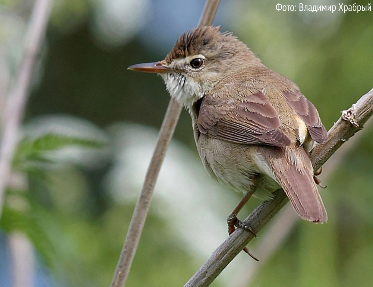 Хохлатая птица в Ленинградской области