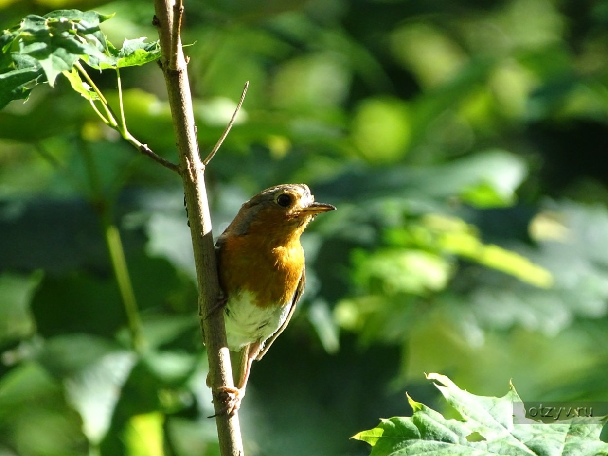 Птицы Ленинградской обл