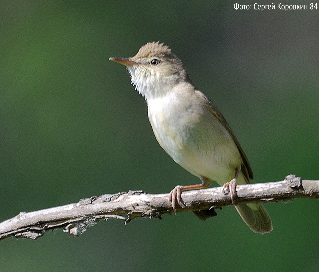 Маленькие птицы Ленинградской области