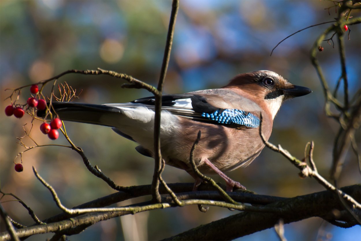 Лесные птицы Дрозд Ленинградской области