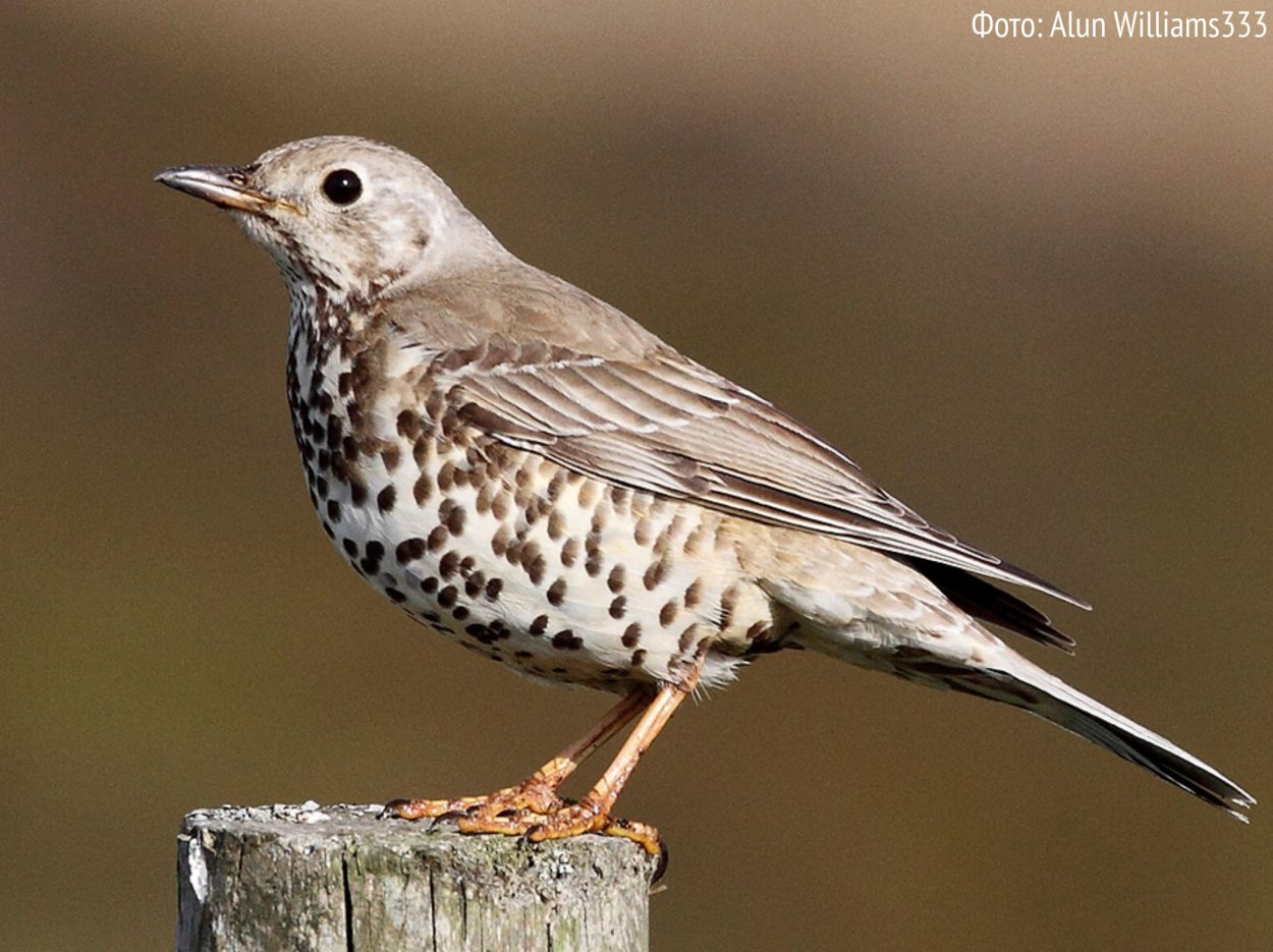 Лесные птицы Дрозд Ленинградской области