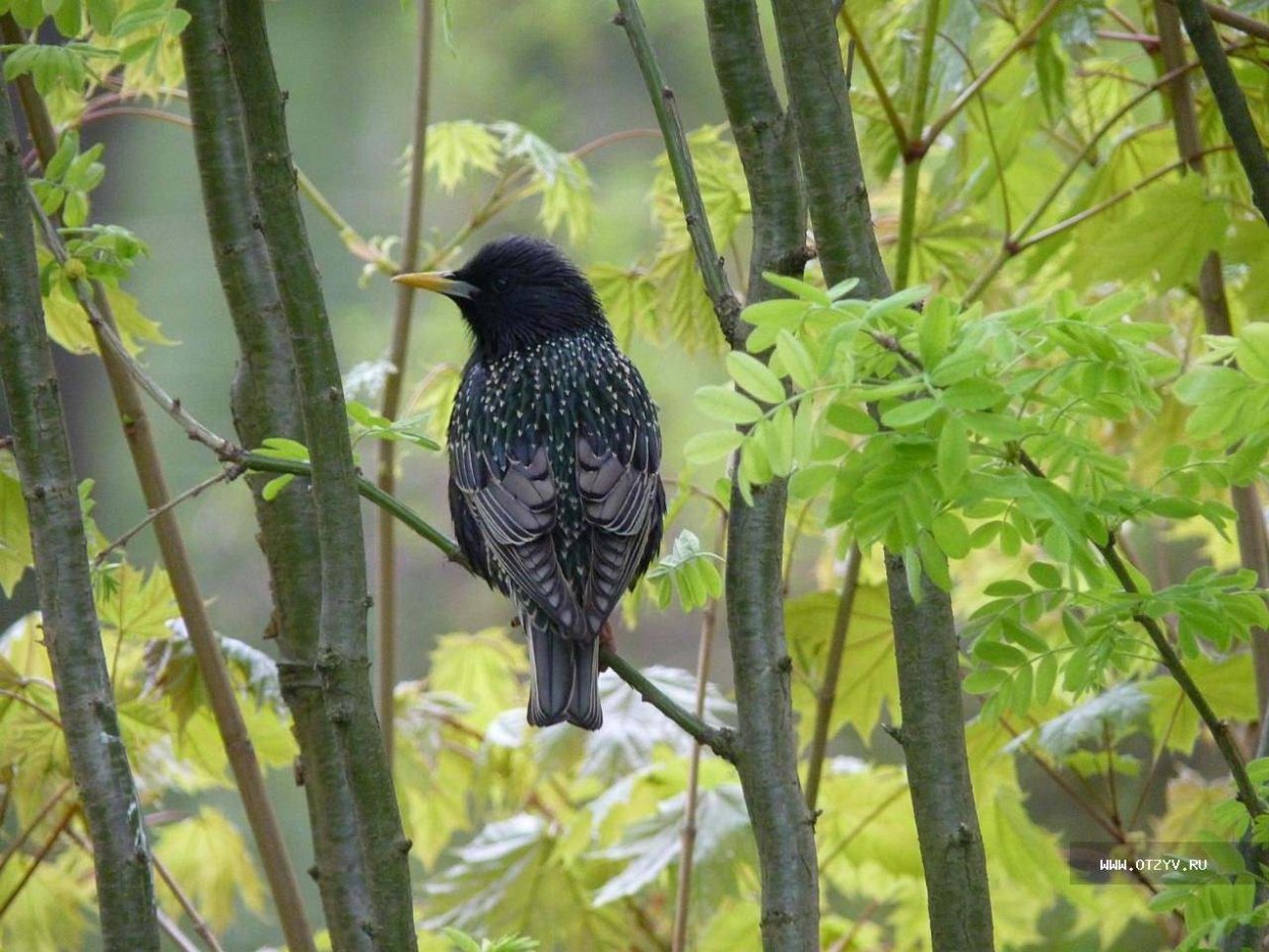 Певчие птицы Ленинградской области