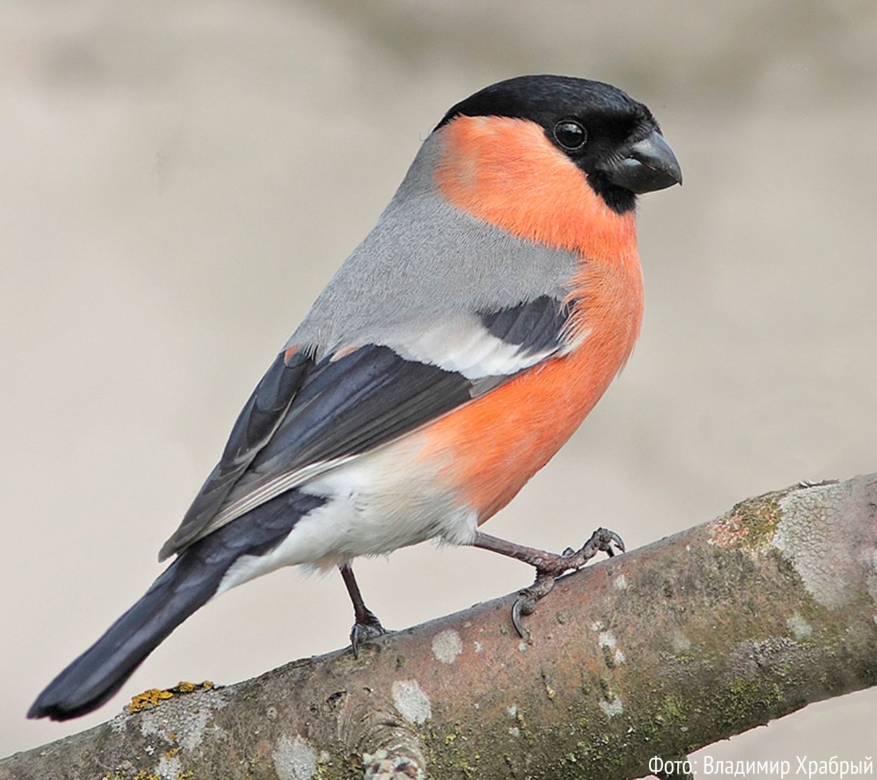 Вьюрковые Ленинградской области