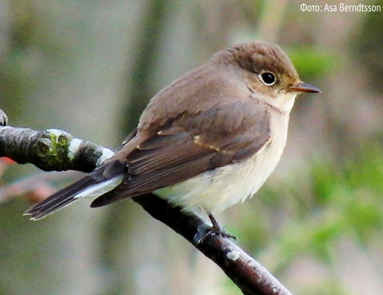Птицы Приозерского района Ленинградской области