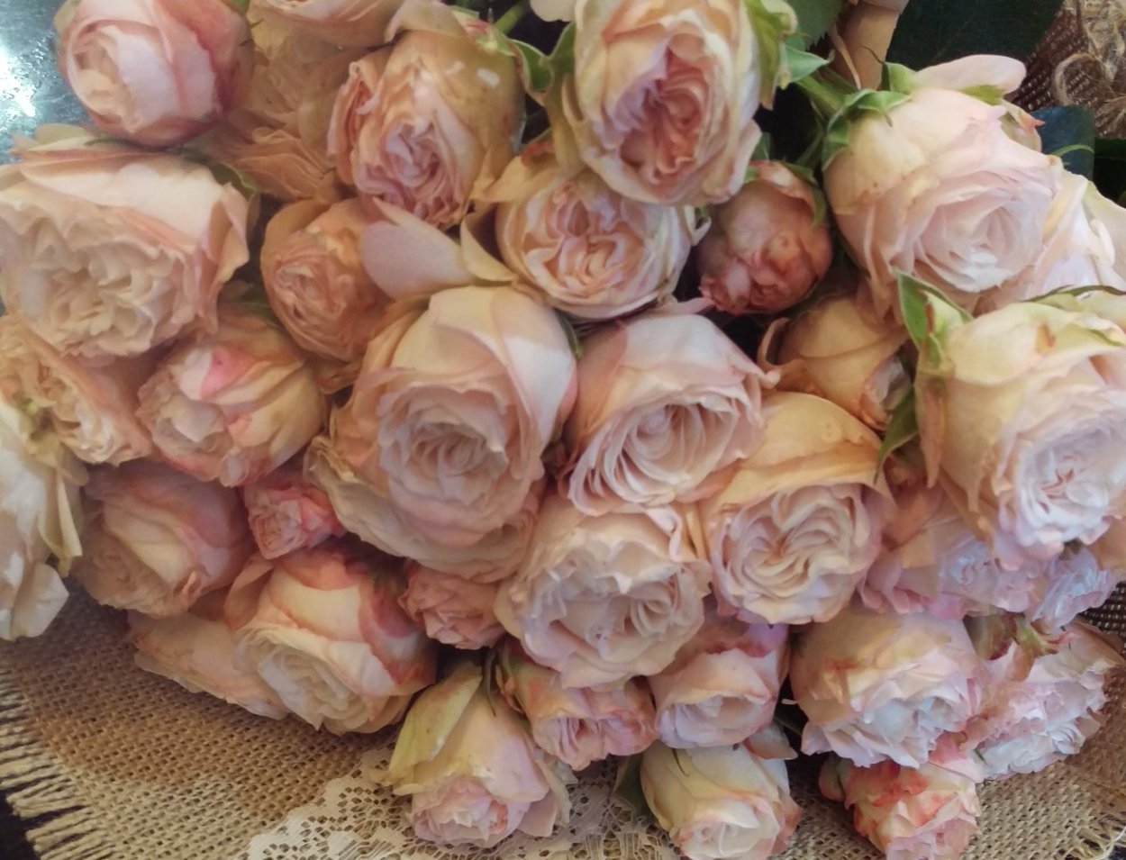 Роза Голландия кустовая мадам Бомбастик