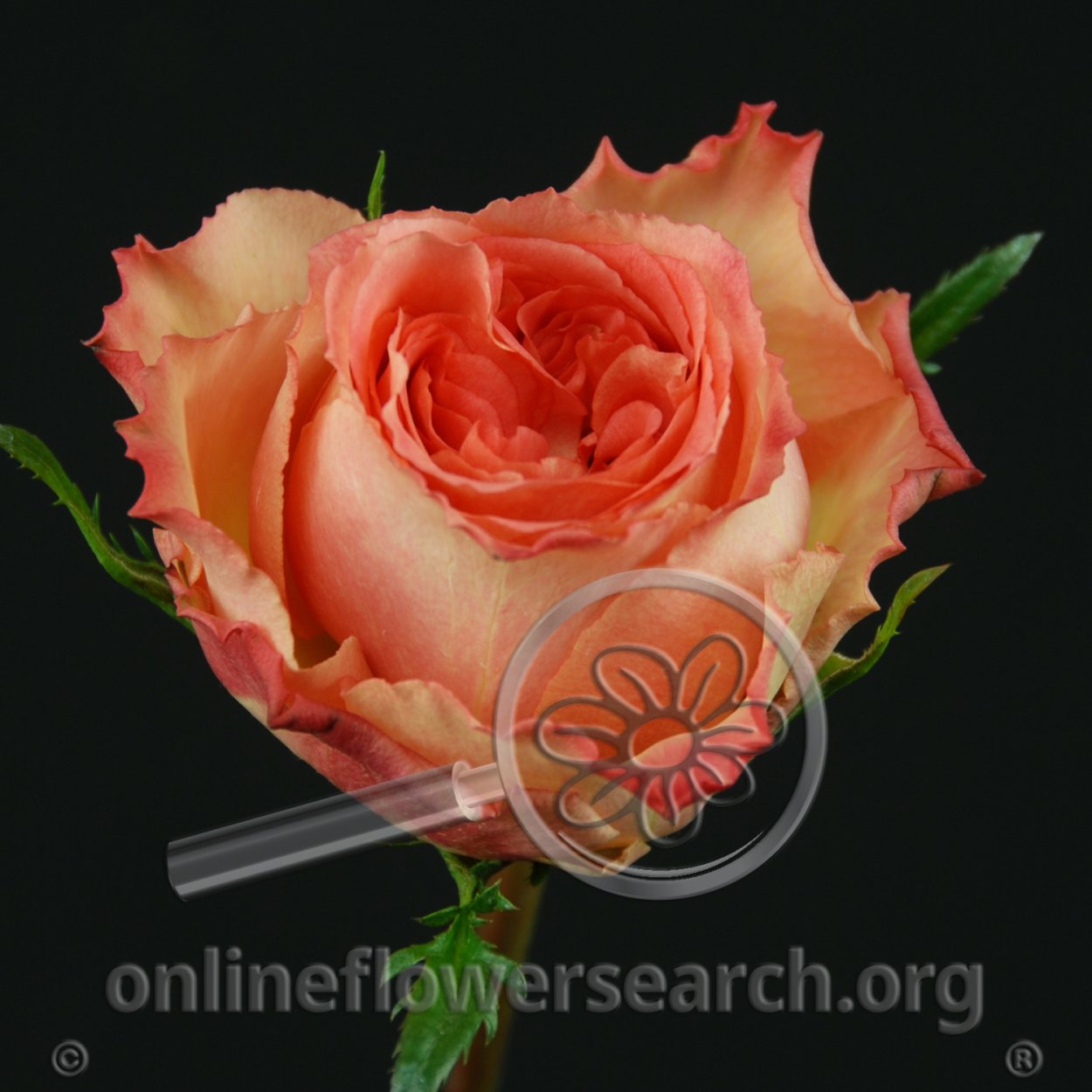 Роза латинская Америка