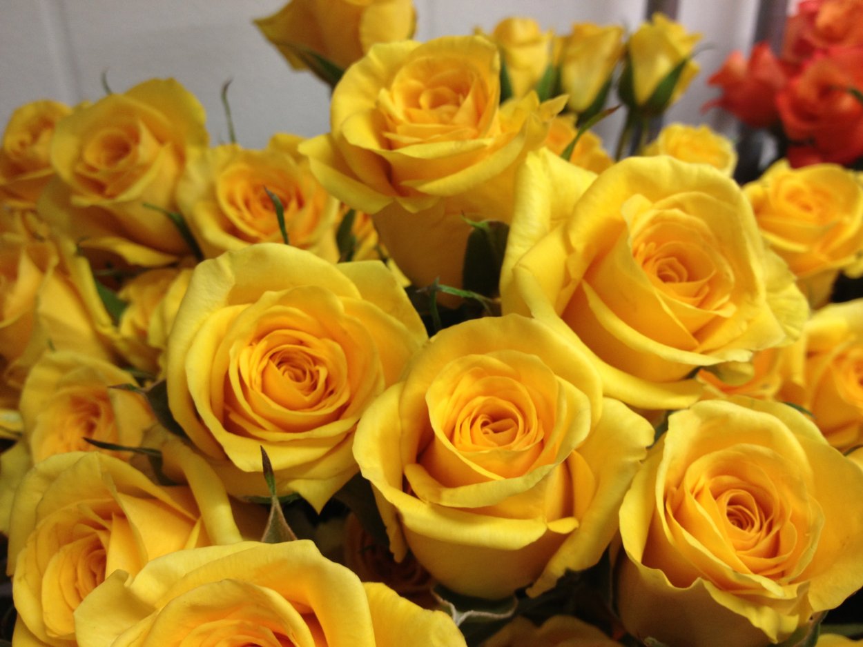 Роза латина (Latina)