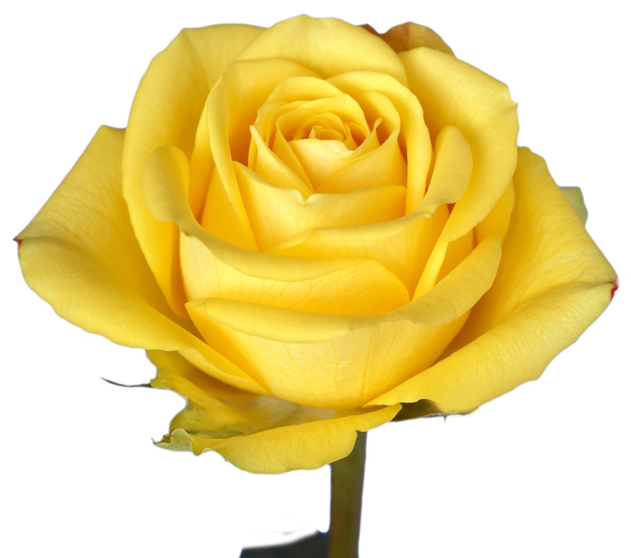 Роза латина желтая