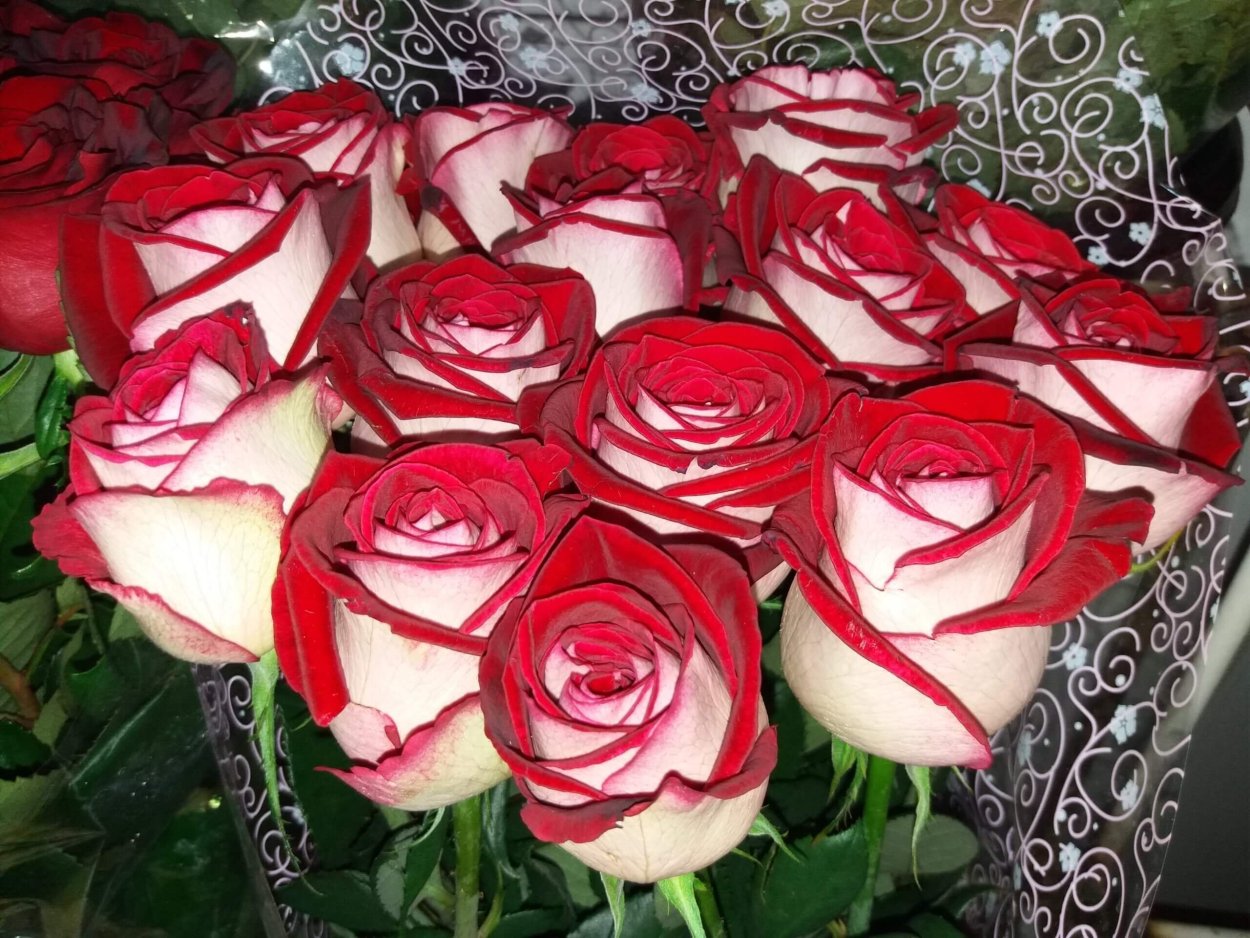 Роза чайно-гибридная Осирия