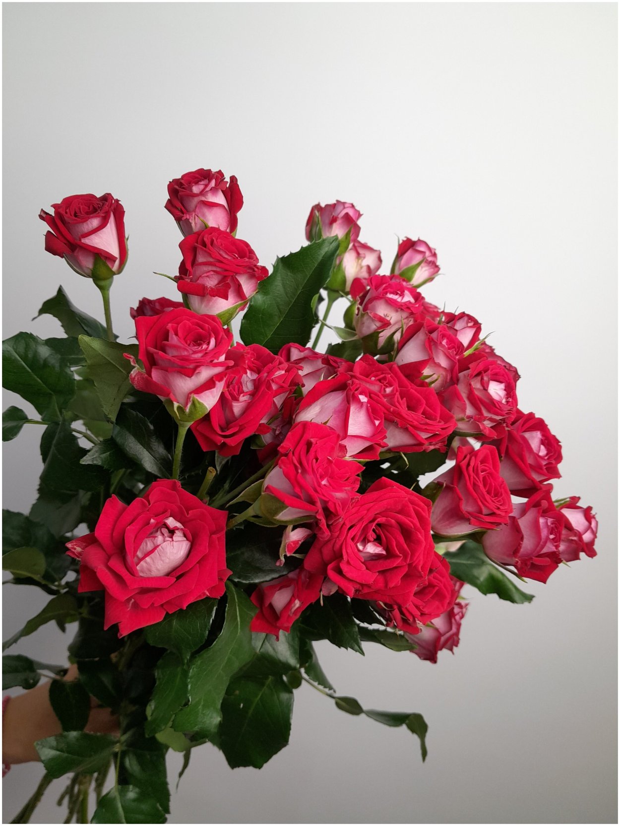 Роза Латин леди