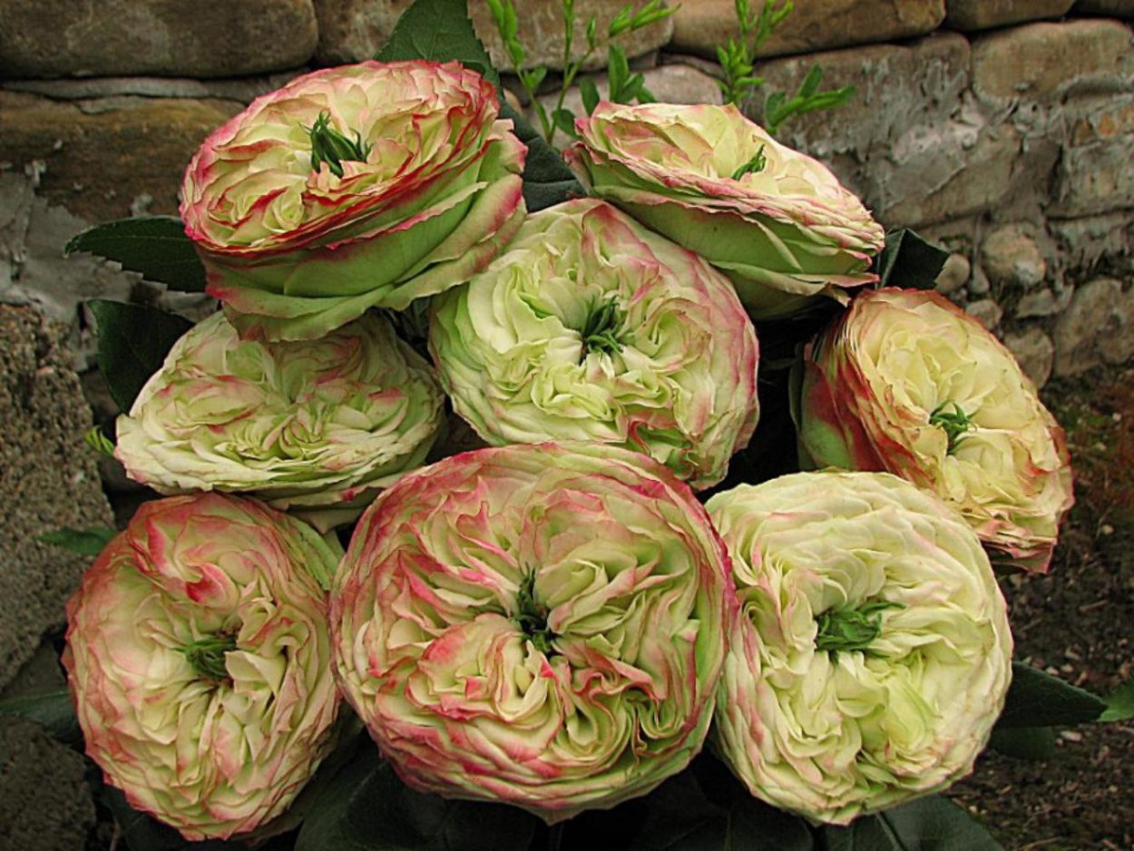 Latin pompon роза