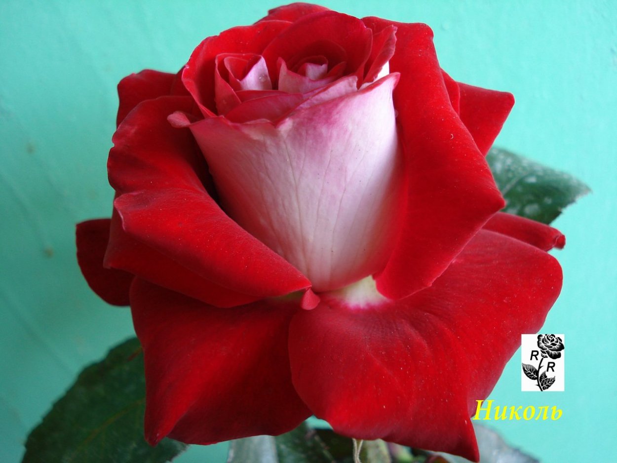 Роза сорт Латин леди