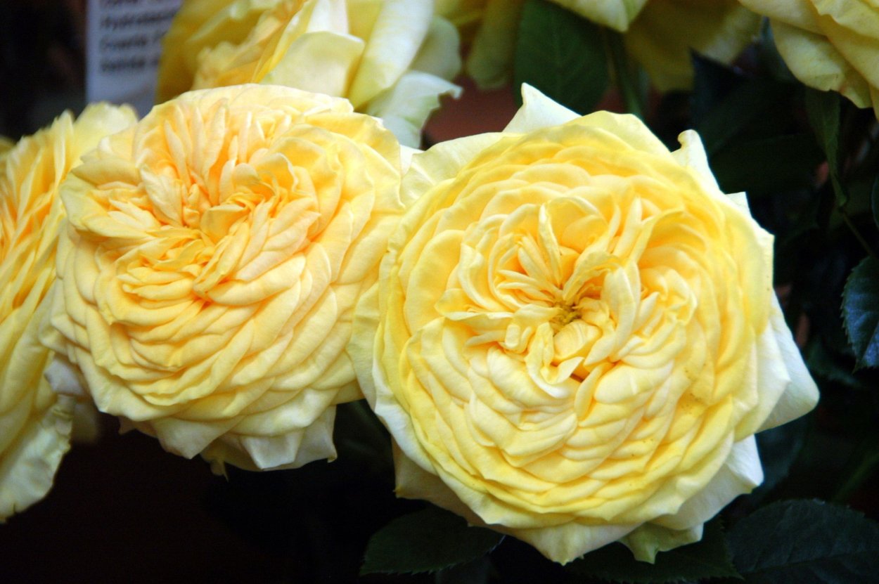 Сорт розы Каталина