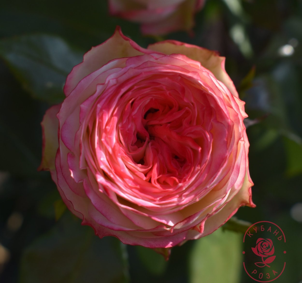 Latin Freeland роза