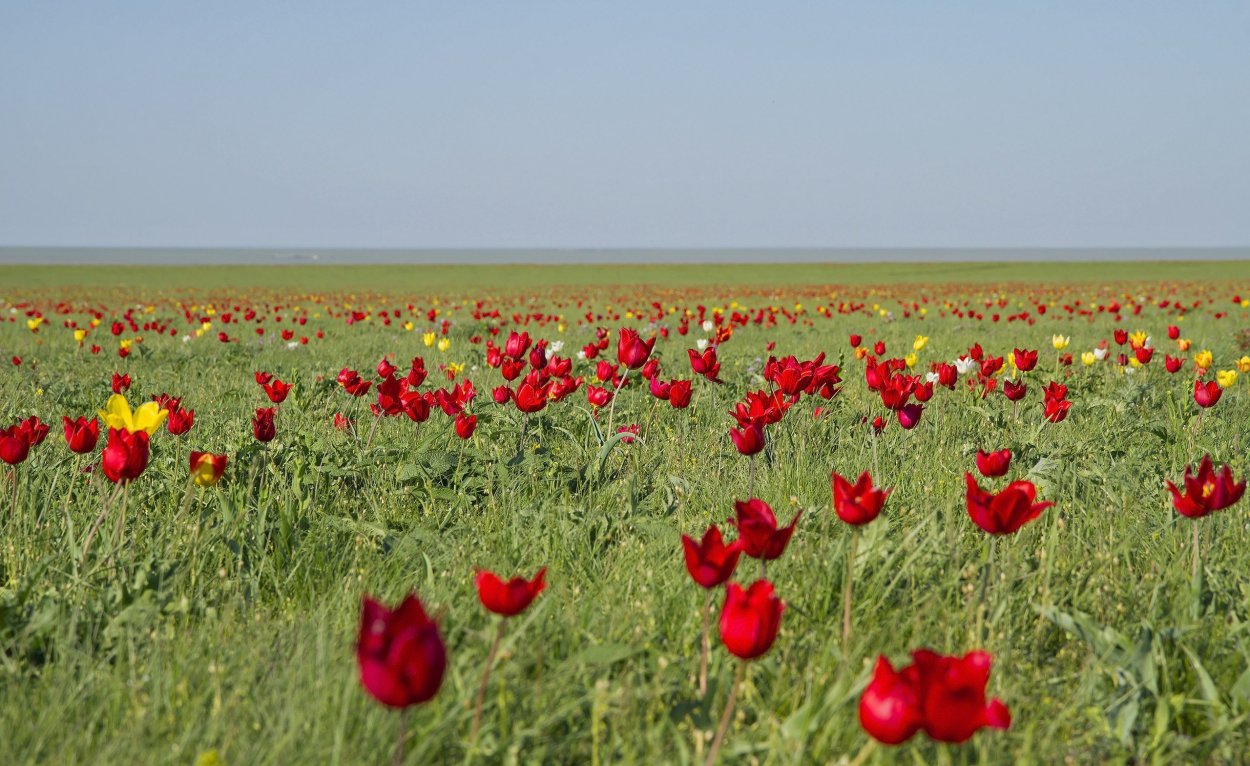 Элиста тюльпановые поля