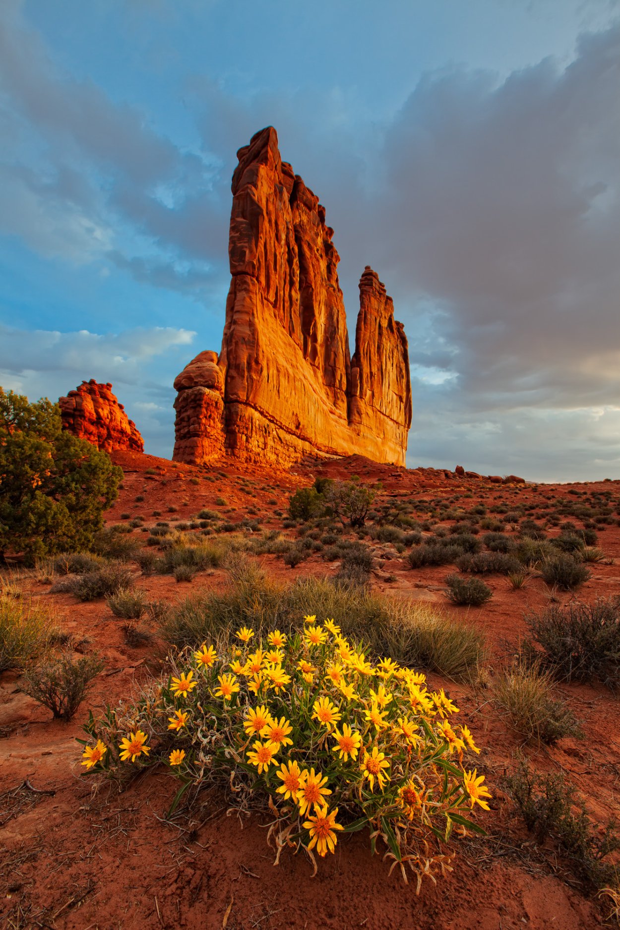 Прерия Северной Америки