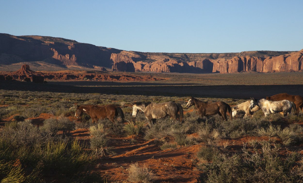 Аризона пустыня Мустанг