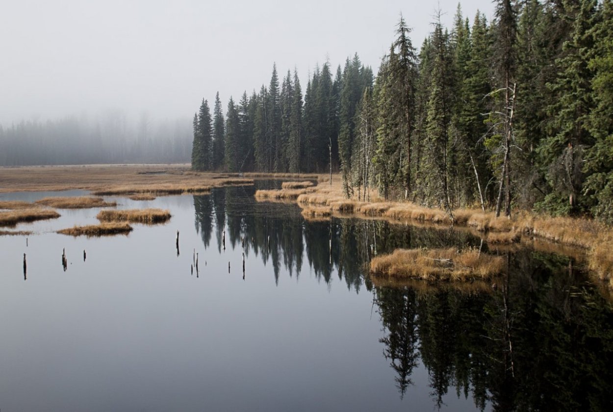 Болото в Республике Коми