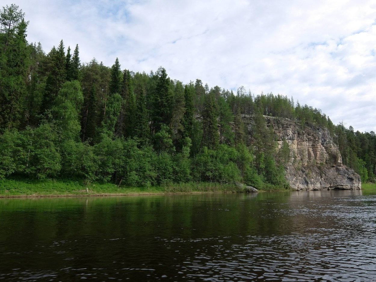 Тиманский Кряж пижма