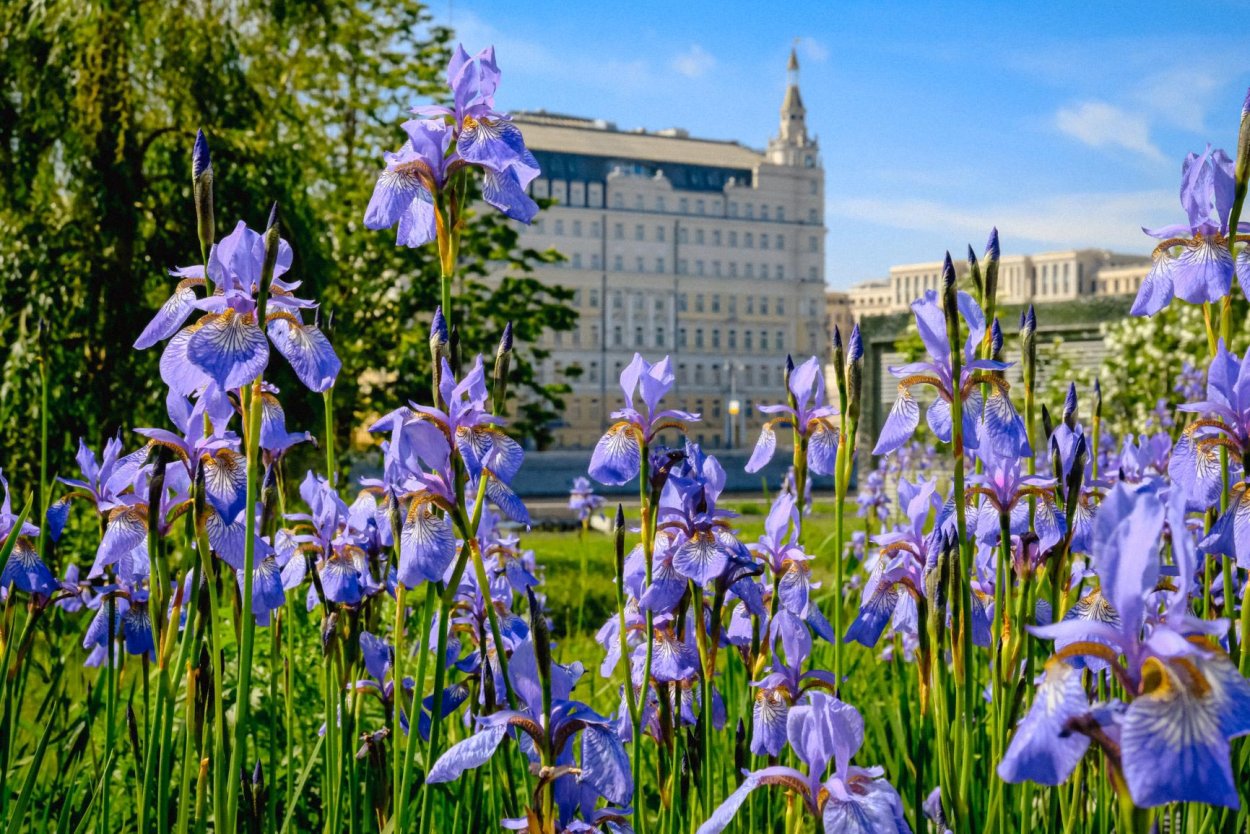 Ирисы в городских парках