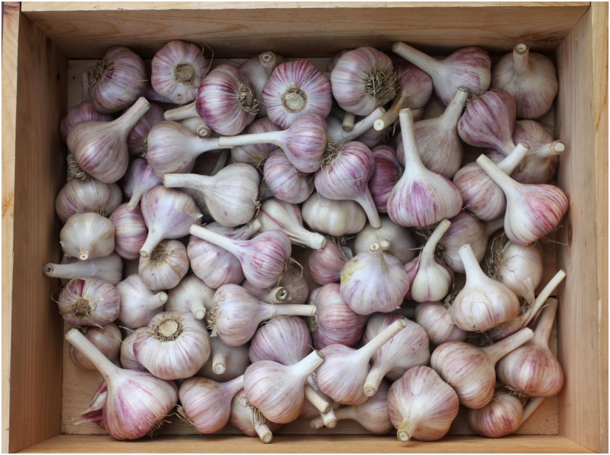 Чеснок сорт Любаша