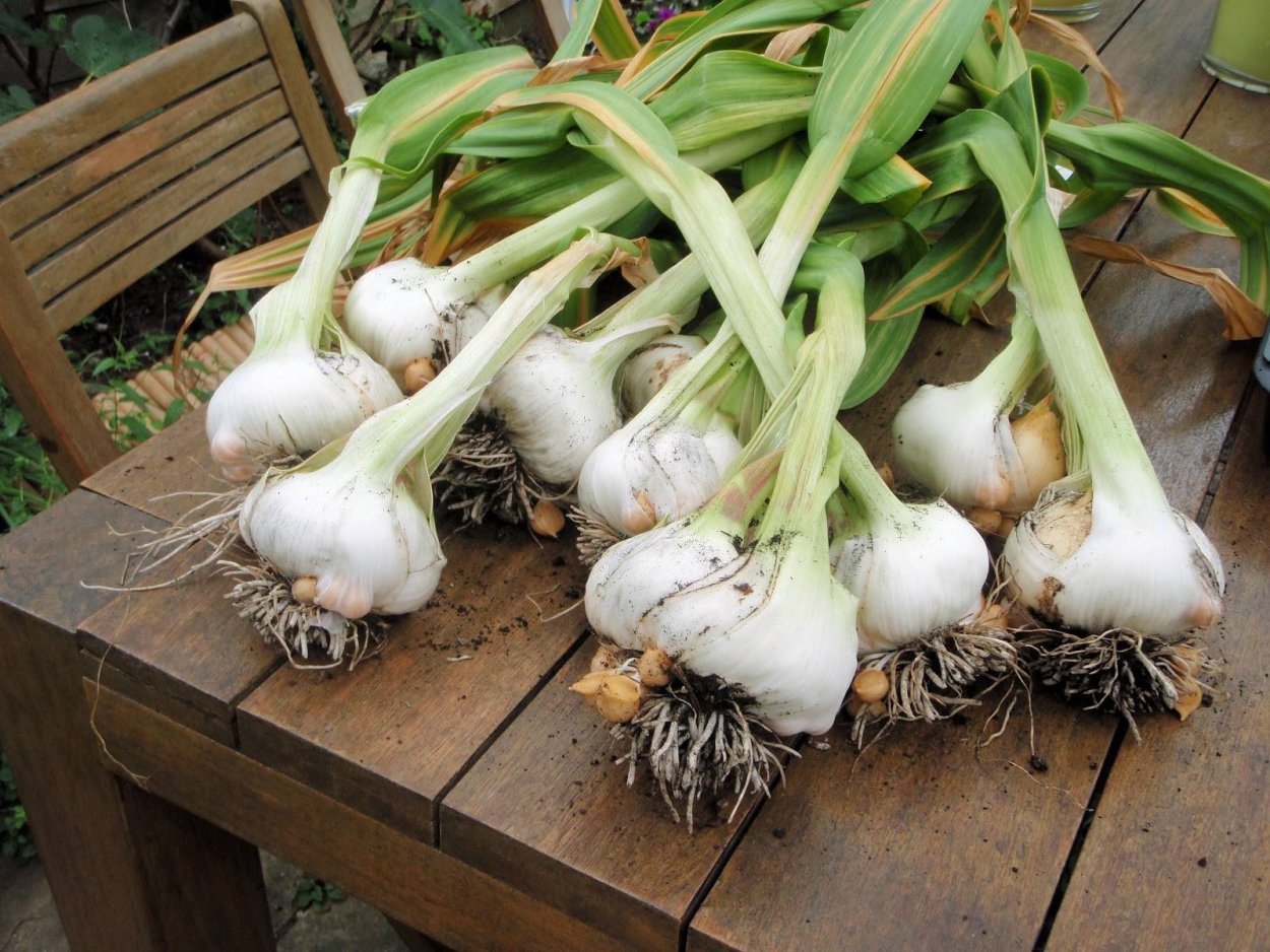 Рокамболь растение