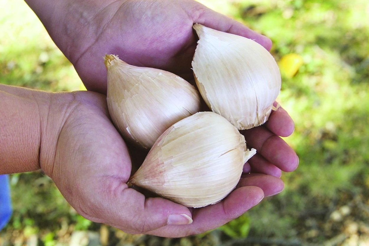 Китайский лукочеснок