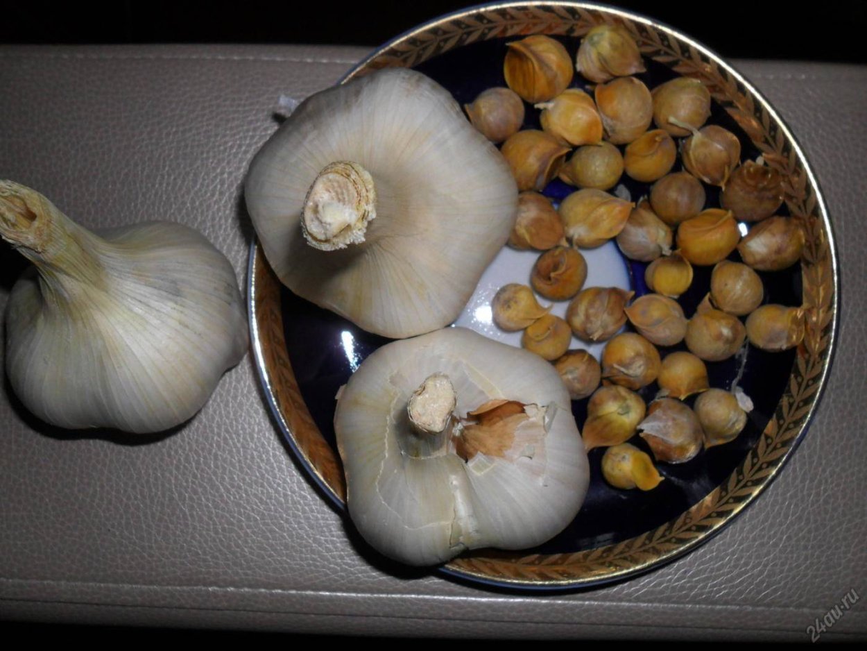 Слоновий чеснок Рокамболь