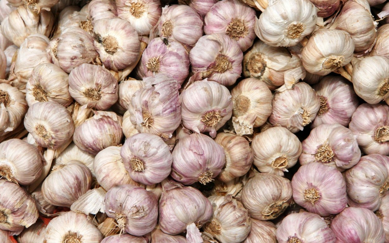 Чеснок фото