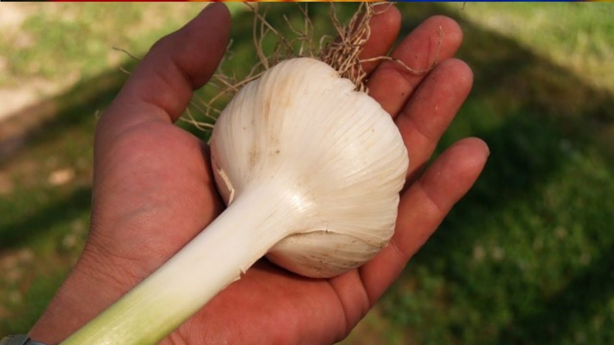 Лук-чеснок озимый Рокамболь