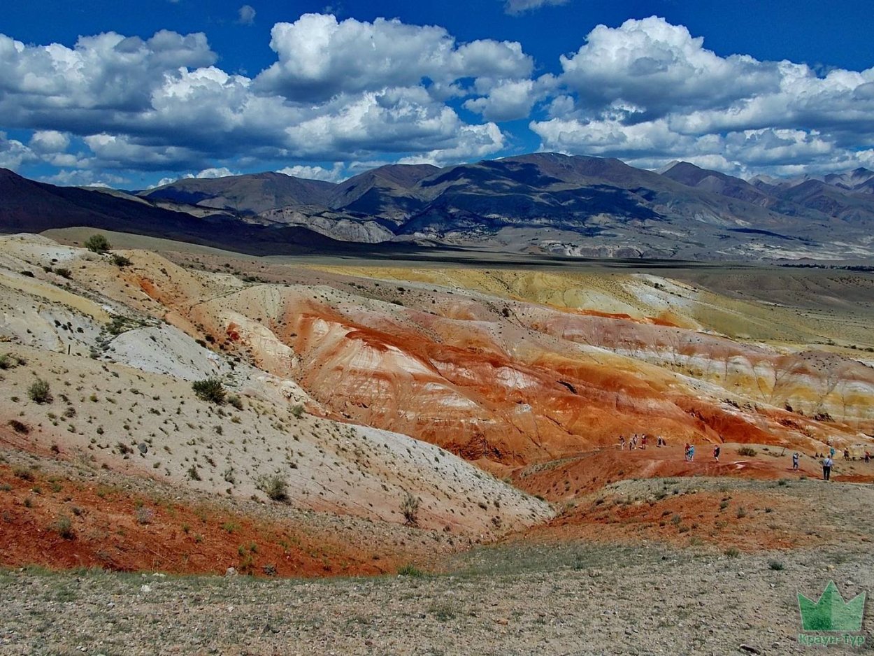 Кызыл чин горный Алтай