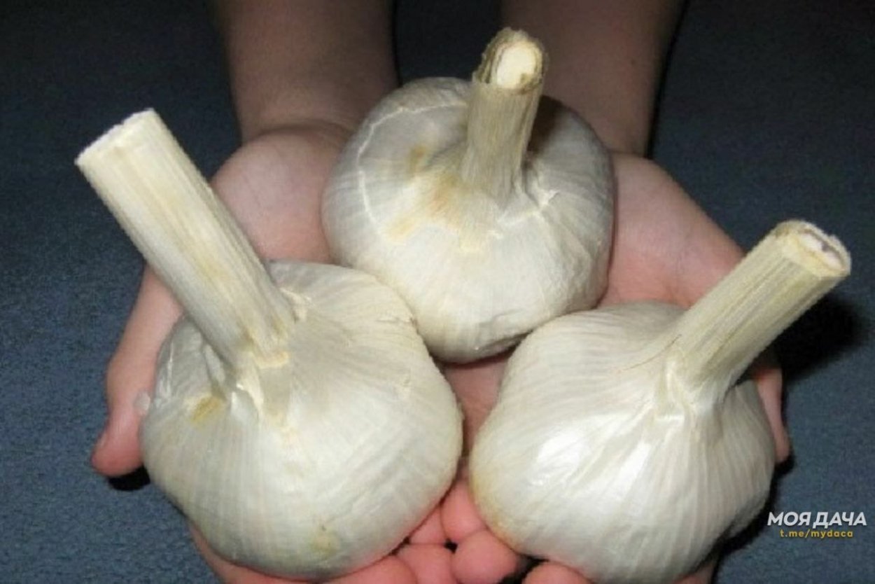 Причесночный лук Рокамболь жемчуг