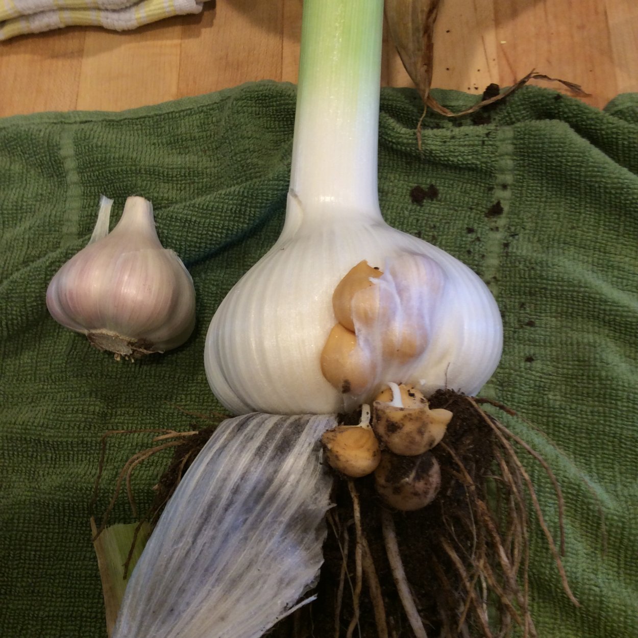 Лук-чеснок Рокамболь