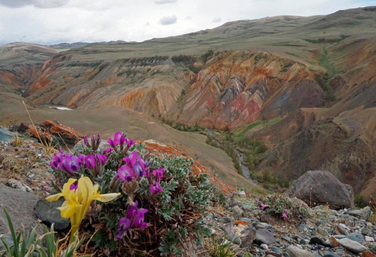 Марсово поле горный Алтай