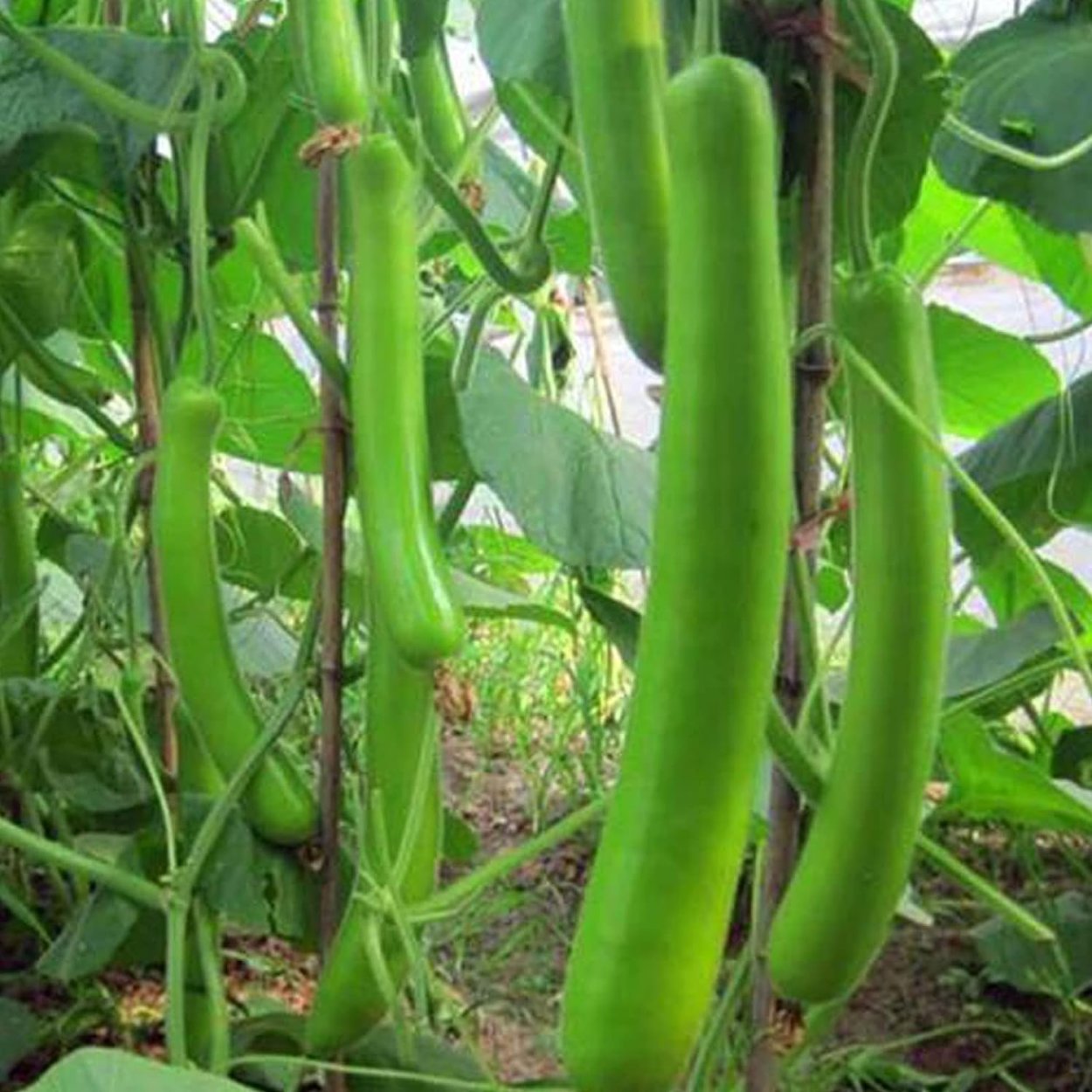 Вьетнамский кабачок фото