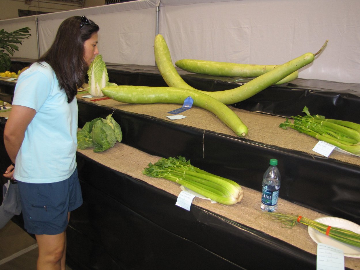 Вьетнамский кабачок лагенария