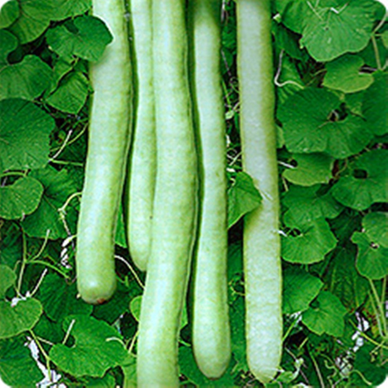 Кабачок лагенария змеевидная